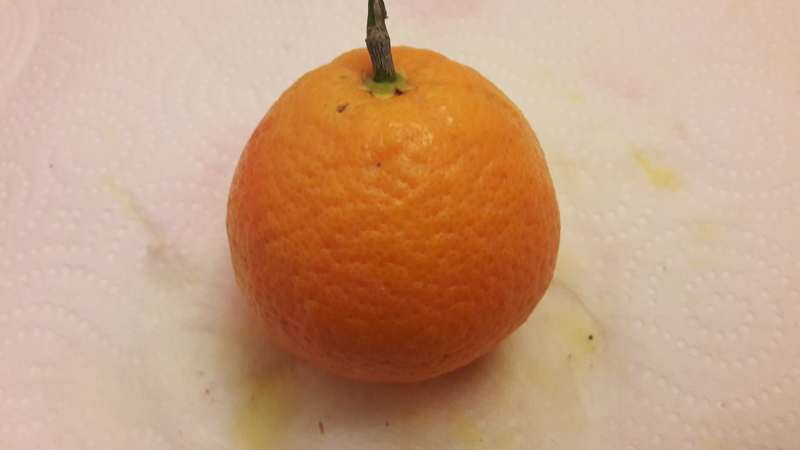 oranger skaggs bonanza (2)