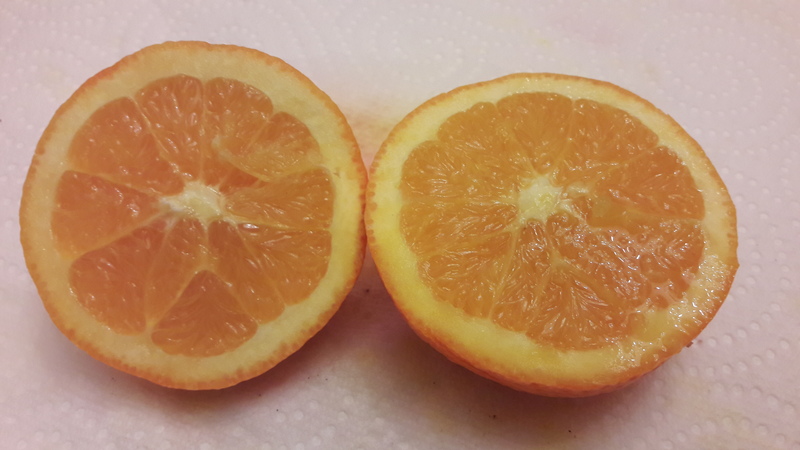 oranger skaggs bonanza (4)