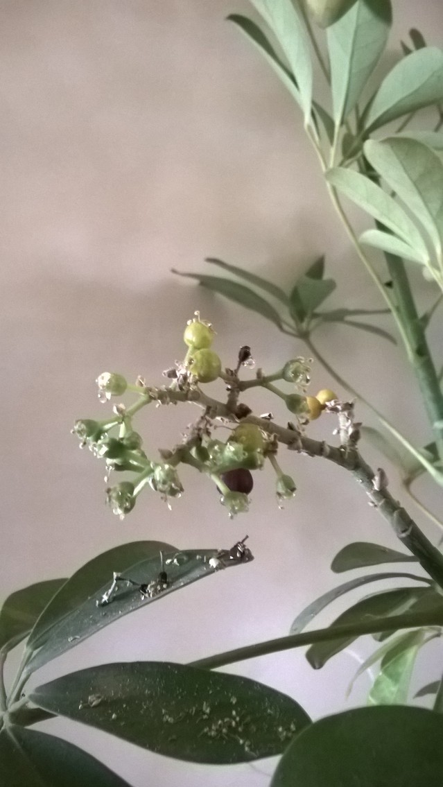 Mon Schefflera a fleuri 18012209444317991315491585