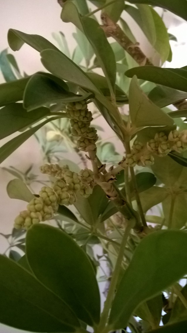 Mon Schefflera a fleuri 18012209444517991315491586