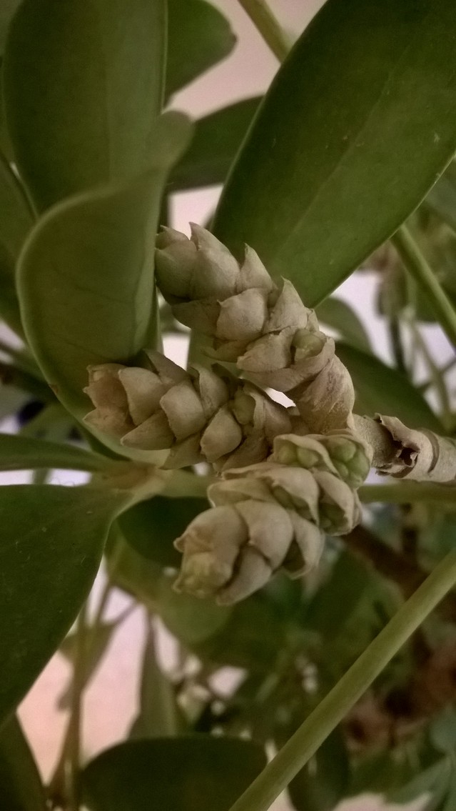 Mon Schefflera a fleuri 18012209444617991315491587