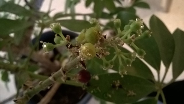Mon Schefflera a fleuri 18012209444817991315491588