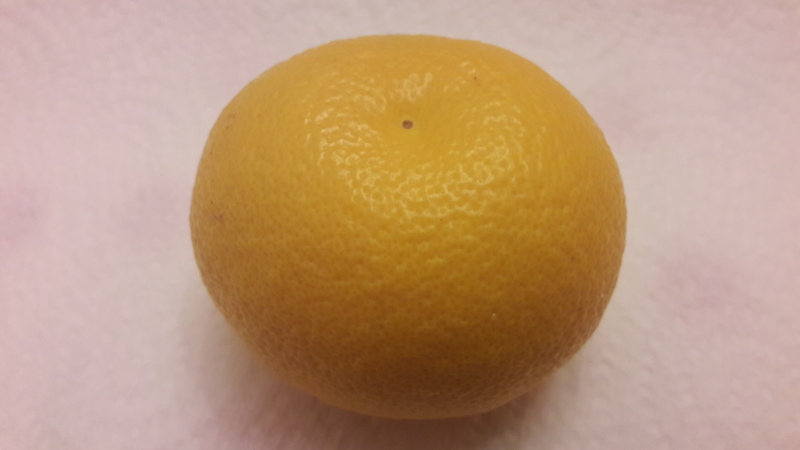 citrus taiwanica (2)