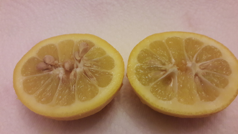 citrus taiwanica (4)