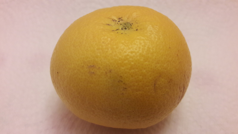 citrus taiwanica (6)