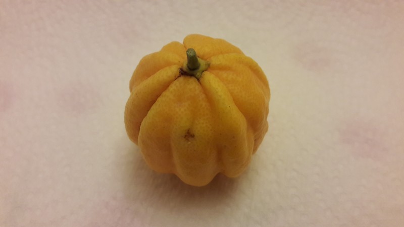 oranger quintella (2)