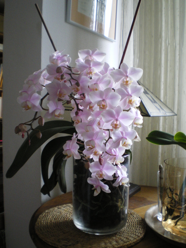 Phalaenopsis hybride 'Ping Long' 18012906523920151715517217