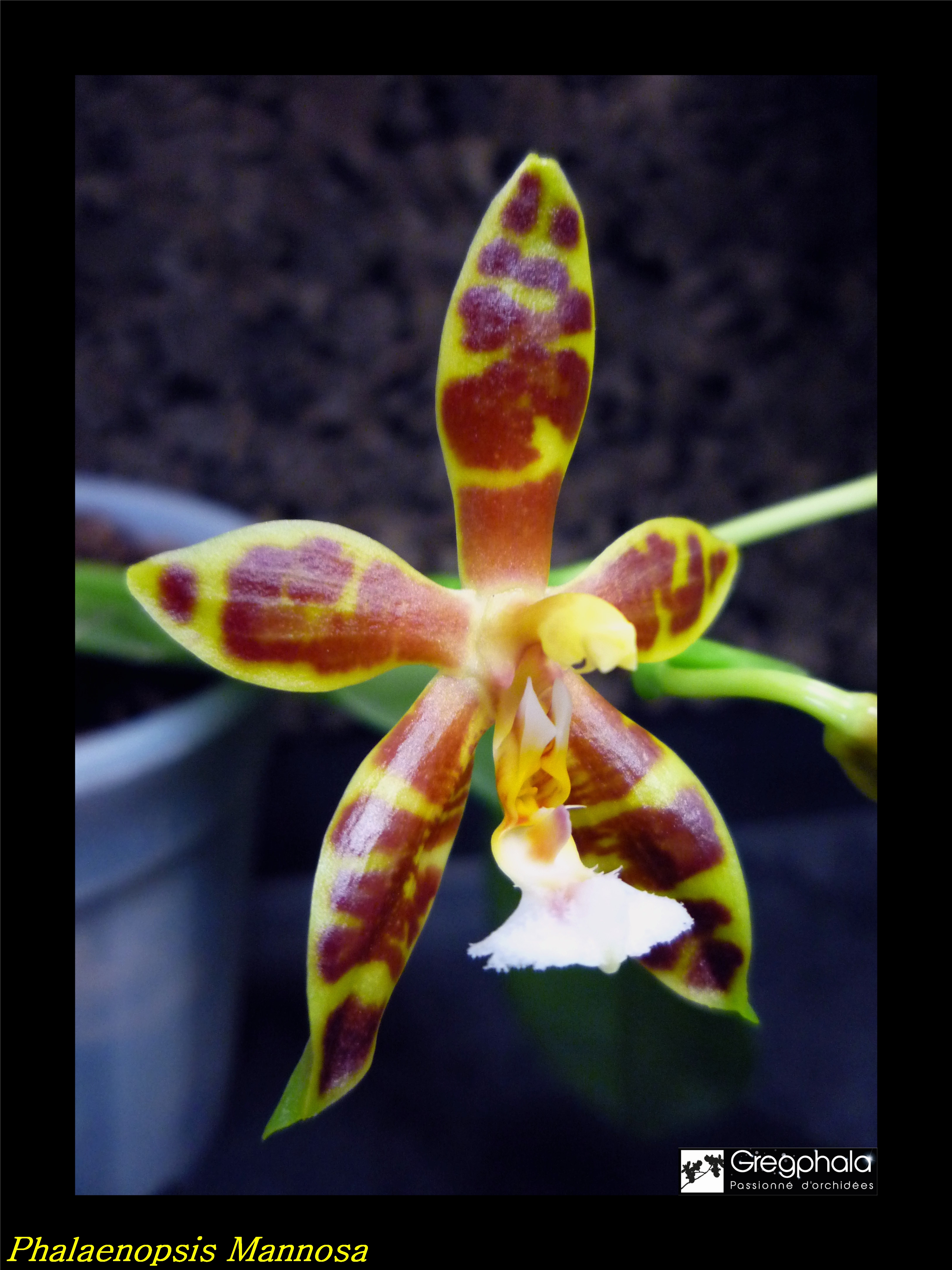 Phalaenopsis Mannosa (mannii x venosa) 18021310403817991315556457