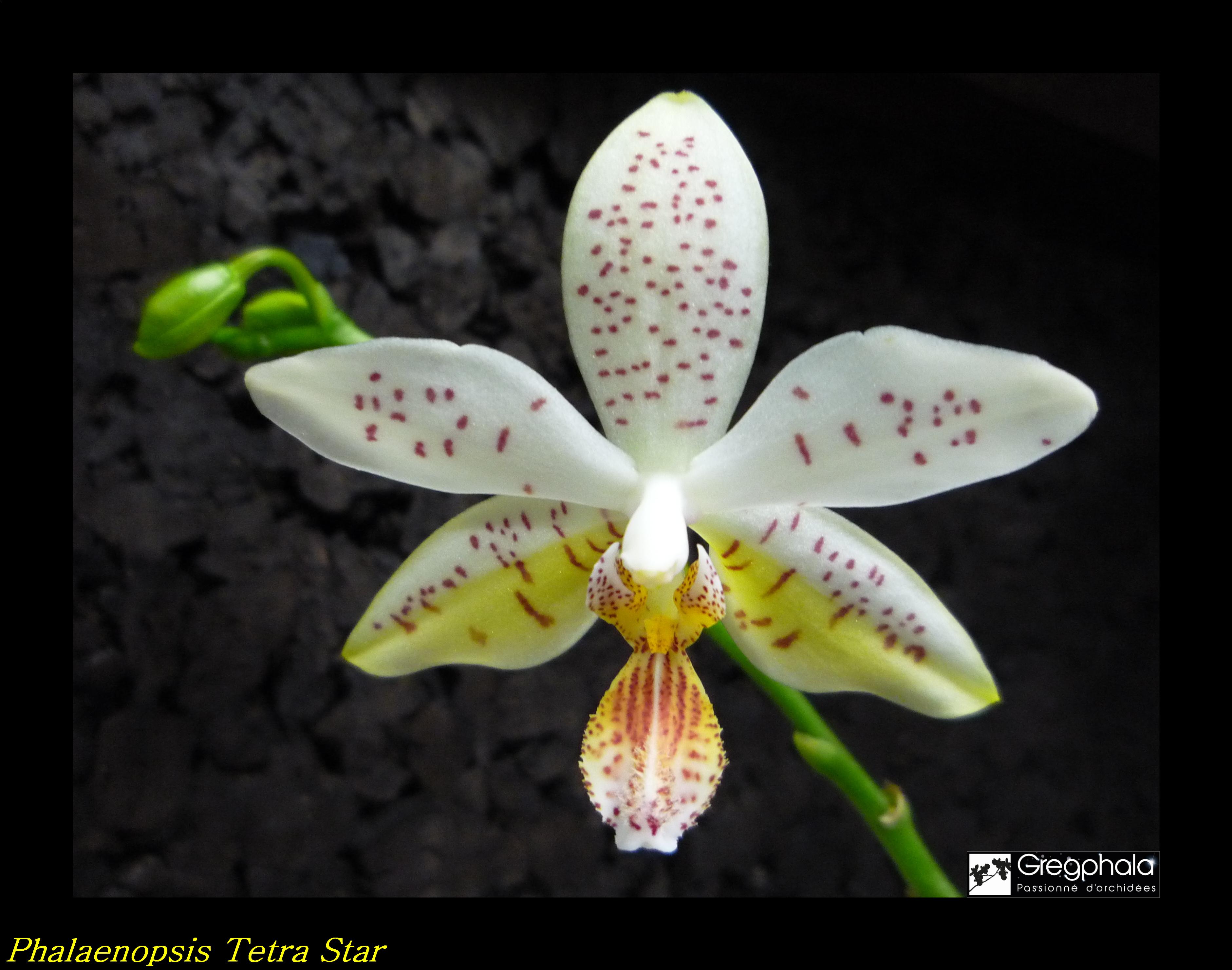 Phalaenopsis Tetrastar (stuartiana var. nobilis x tetraspis) - Page 2 18021310404017991315556459