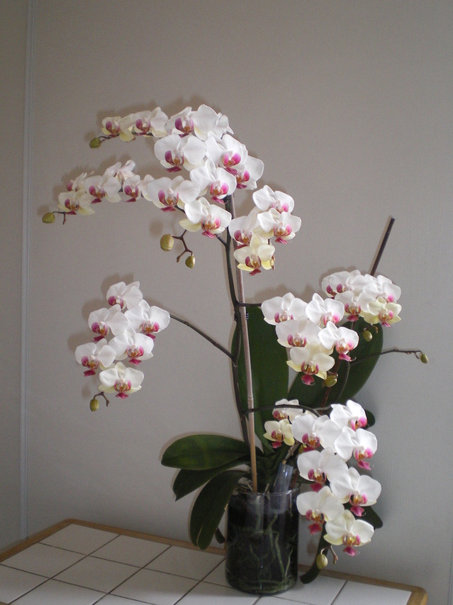 Phalaenopsis 'Pandorra's Box 18021606144920151715562280